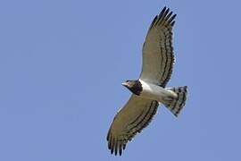 Black-chested Snake Eagle