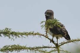 Black-chested Snake Eagle