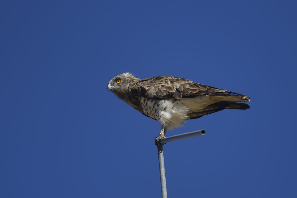 Short-toed Snake Eagle