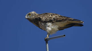 Short-toed Snake Eagle