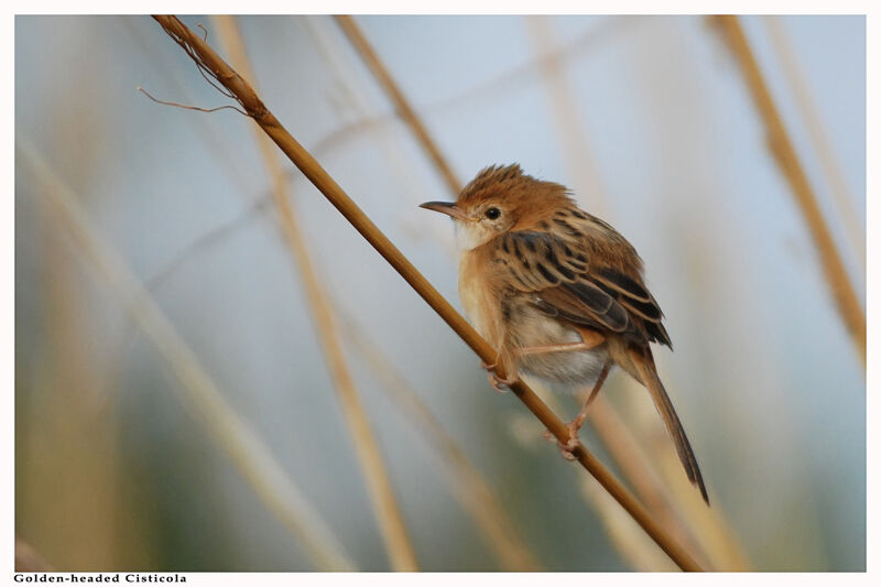 Golden-headed Cisticolaadult