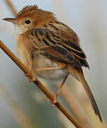 Golden-headed Cisticola