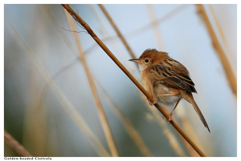 Golden-headed Cisticolaadult