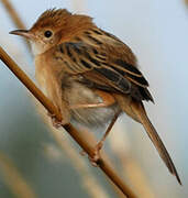 Golden-headed Cisticola