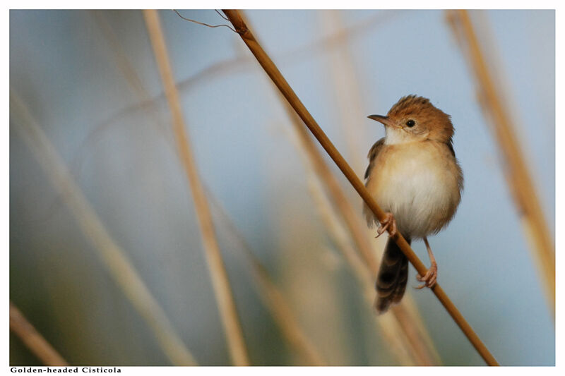 Golden-headed Cisticolaadult