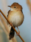 Golden-headed Cisticola