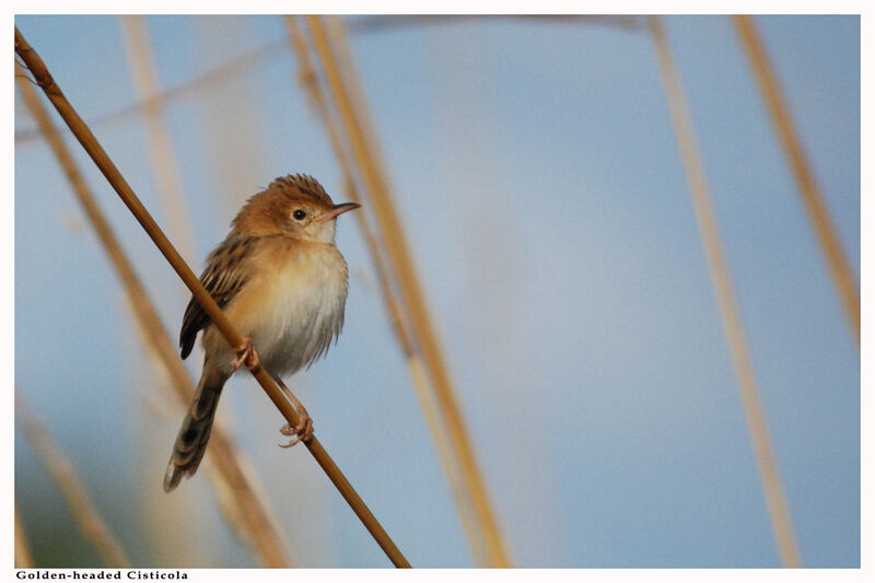 Golden-headed Cisticolaadult