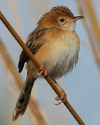 Golden-headed Cisticola