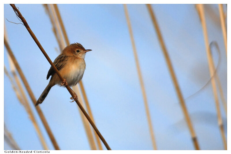 Golden-headed Cisticolaadult