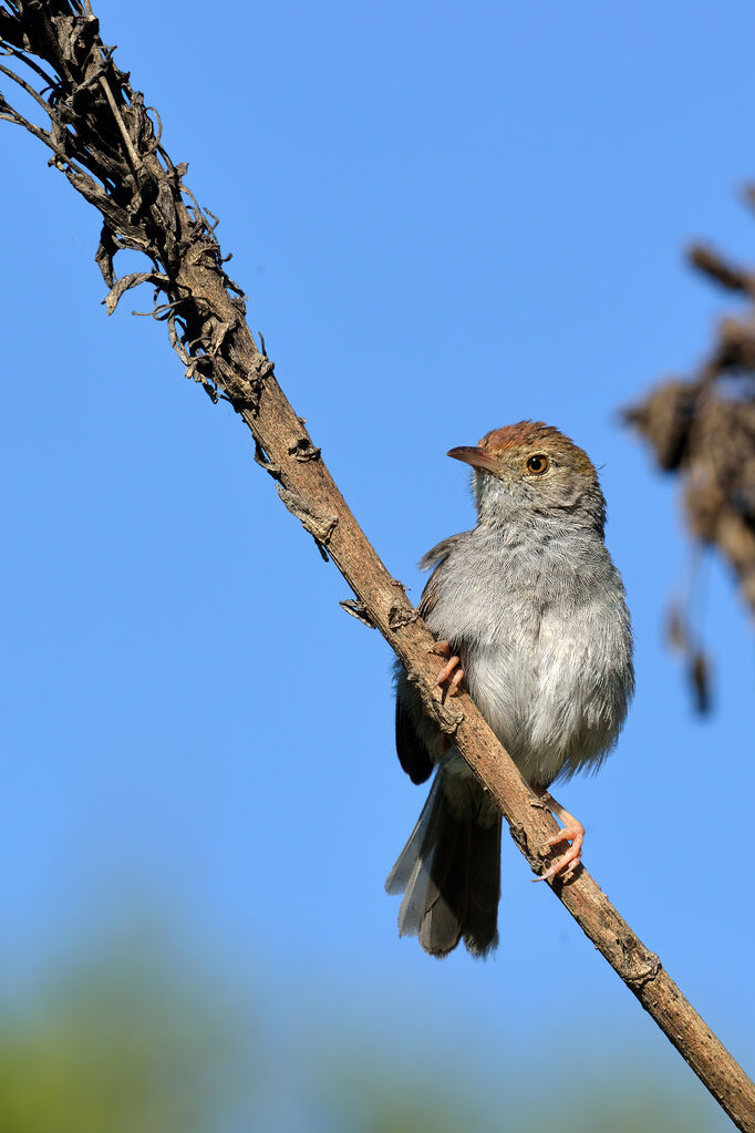 Cisticole à couronne rousse