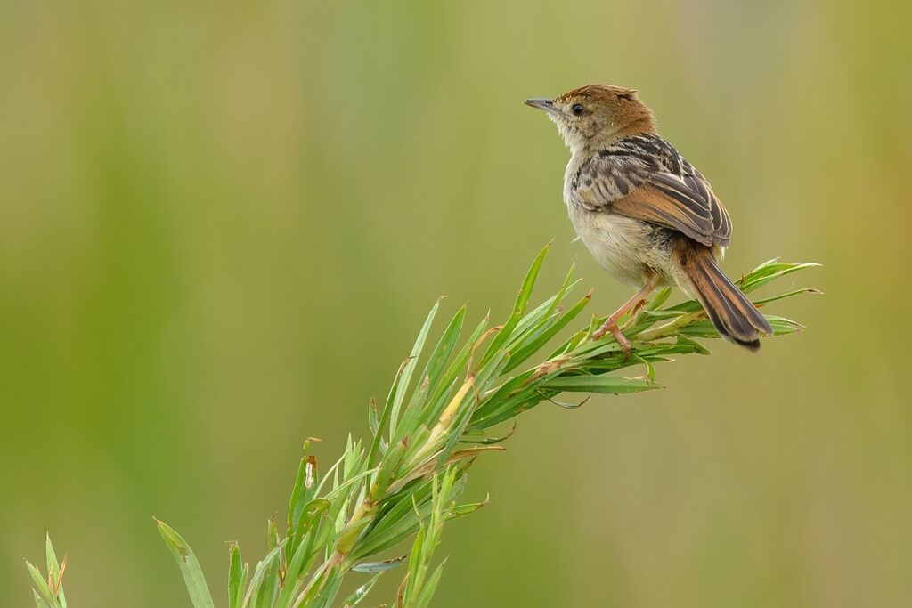 Levaillant's Cisticolaadult