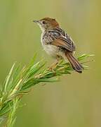 Levaillant's Cisticola