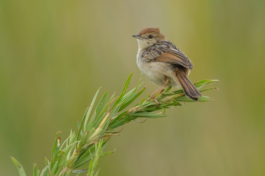 Levaillant's Cisticolaadult