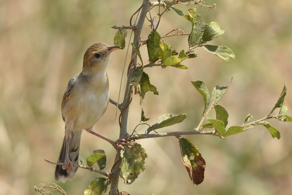 Winding Cisticola