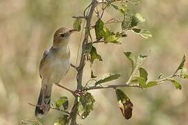 Winding Cisticola