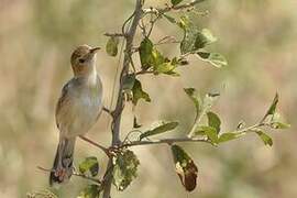 Winding Cisticola