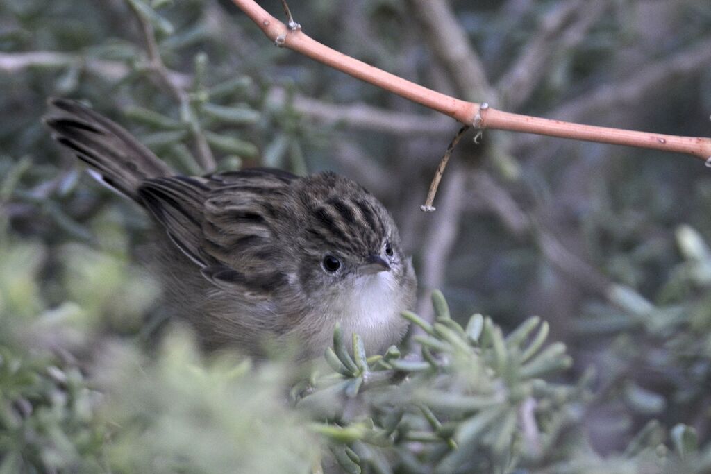 Madagascar Cisticolaadult