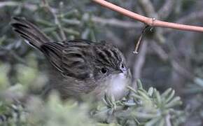 Madagascar Cisticola