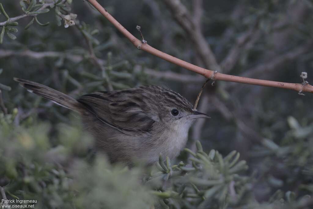 Madagascan Cisticolaadult, habitat, pigmentation