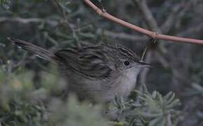 Madagascan Cisticola