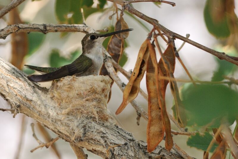 Colibri à gorge noire femelle
