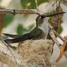 Colibri à gorge noire