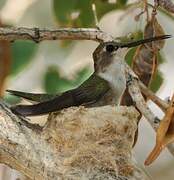 Black-chinned Hummingbird