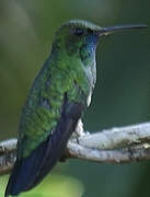 Blue-chinned Sapphire