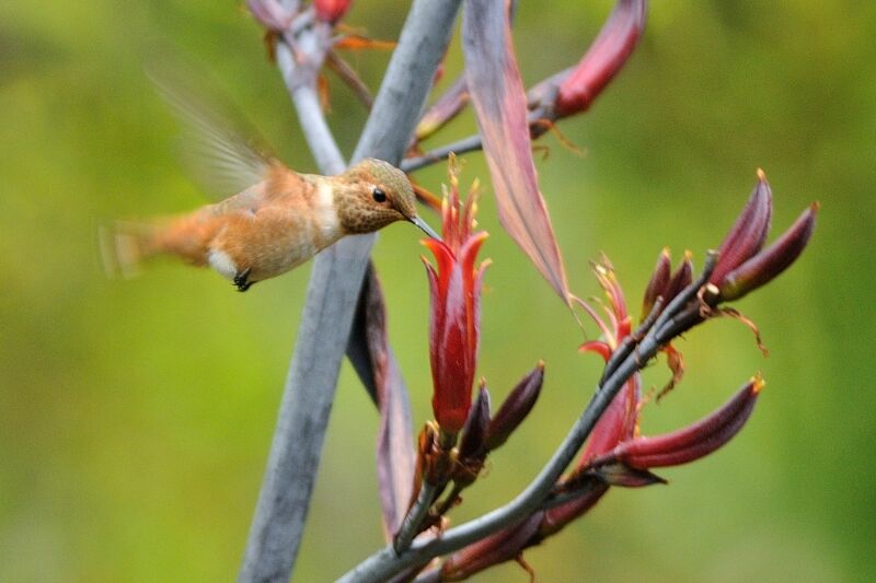 Allen's Hummingbirdadult