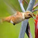 Colibri d'Allen