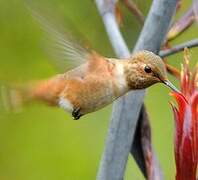 Allen's Hummingbird