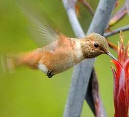 Colibri d'Allen