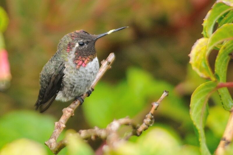 Anna's Hummingbird male