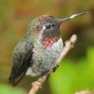 Colibri d'Anna