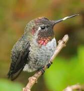 Anna's Hummingbird