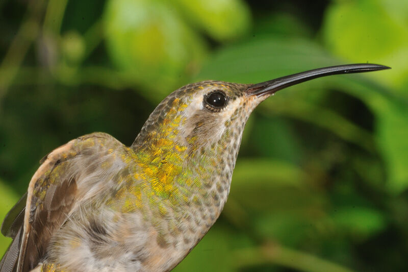 White-tailed Goldenthroat female immature