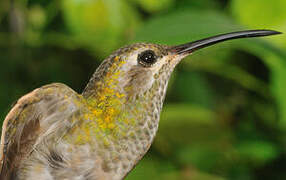 White-tailed Goldenthroat