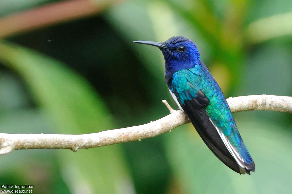 White-necked Jacobin male adult breeding, identification