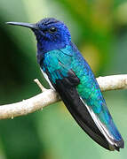 White-necked Jacobin