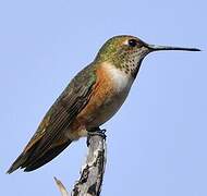 Rufous Hummingbird