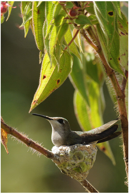 Colibri rubis-topaze femelle adulte, Nidification