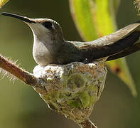 Colibri rubis-topaze