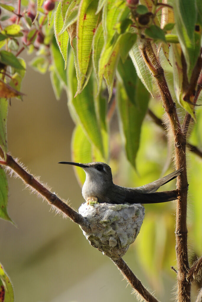 Colibri rubis-topaze femelle adulte