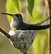 Colibri rubis-topaze