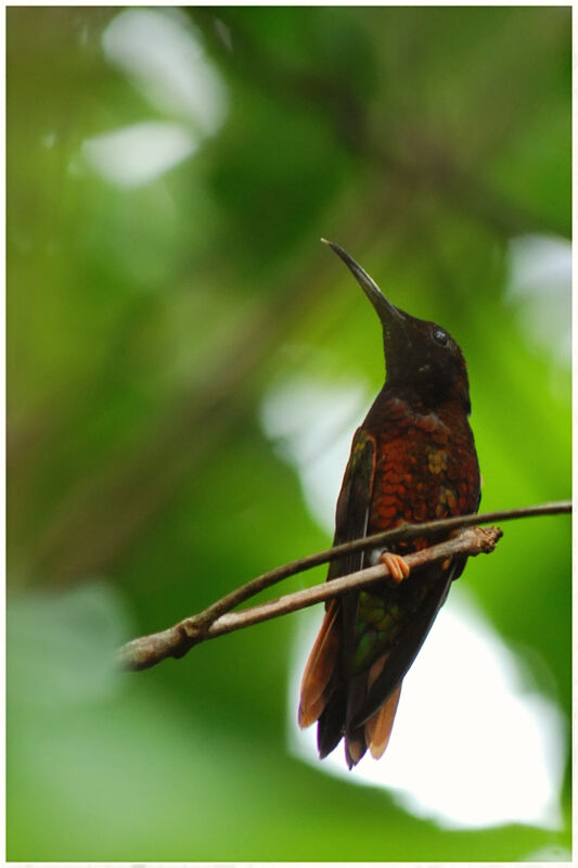 Colibri topaze mâle