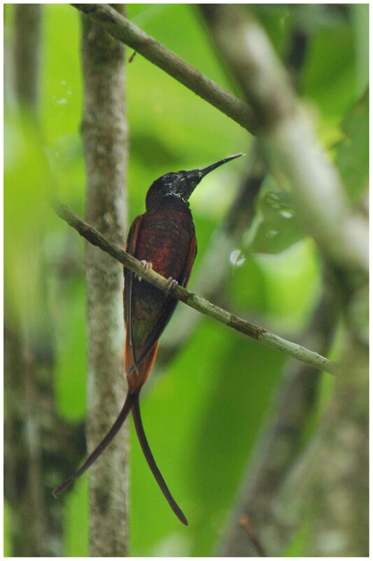 Colibri topaze mâle adulte