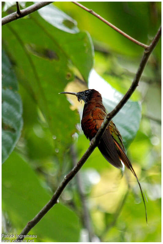 Colibri topaze mâle adulte, identification