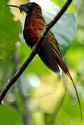 Colibri topaze