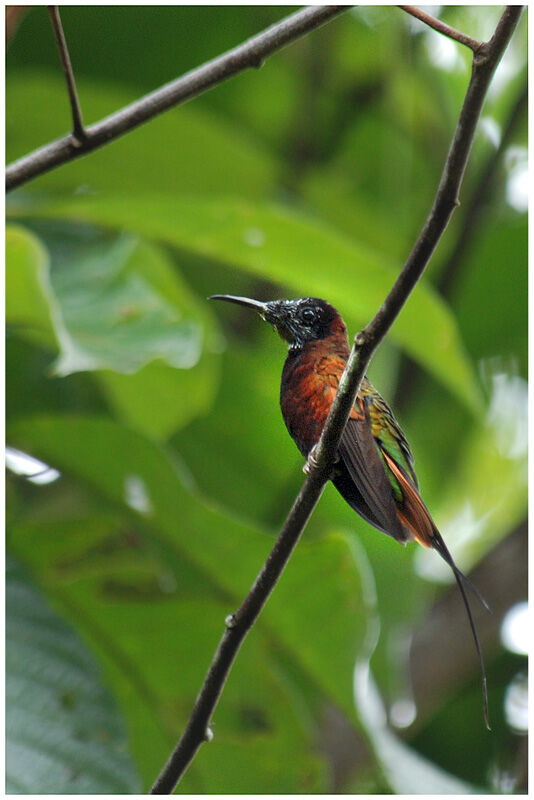 Colibri topaze mâle adulte