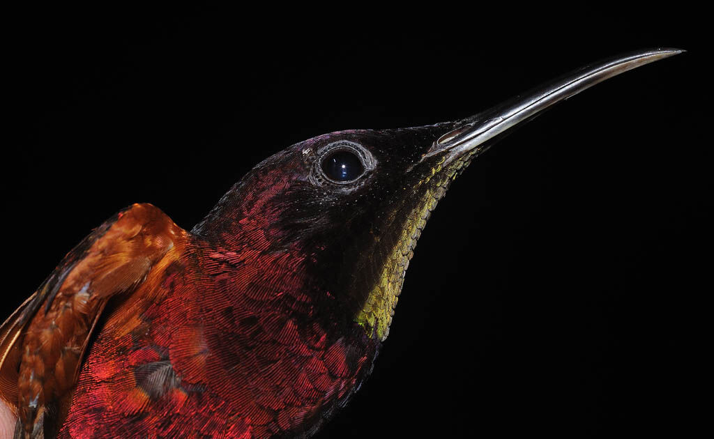 Crimson Topaz male adult